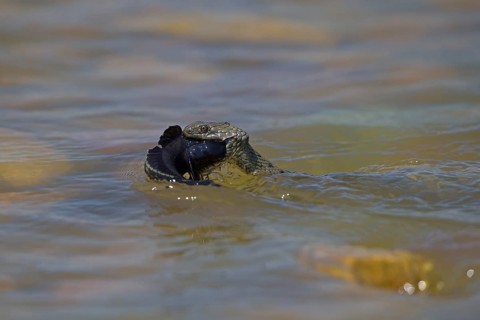 Dice snake (Natrix tessellata) on its way to the shore with preyed round goby (Neogobius
