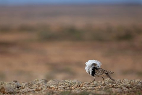 Saharan Houbara Bustard (Chlamydotis undulata fuertaventurae), mating male, Fuerteventura, Spain,