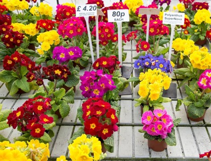 Display of bright polyanthus plants Ladybird Nurseries garden centre, Gromford, Suffolk, England,