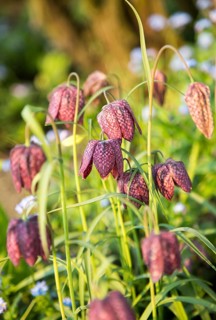 Snake's head fritillary, Fritillaria meleagris, close up of flowers, UK