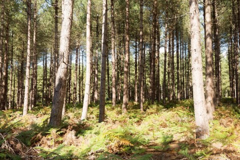 Rows of coniferous pine trees in forestry plantation, Rendlesham Forest, Suffolk, England, UK