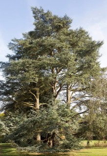 Blue Atlas cedar tree, cedrus atlantica, National arboretum, Westonbirt arboretum, Gloucestershire,