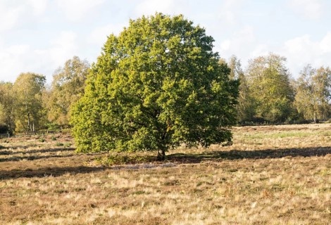 Single oak tree, quercus robur, standing in Suffolk Sandlings heathland, Sutton, Suffolk, England,