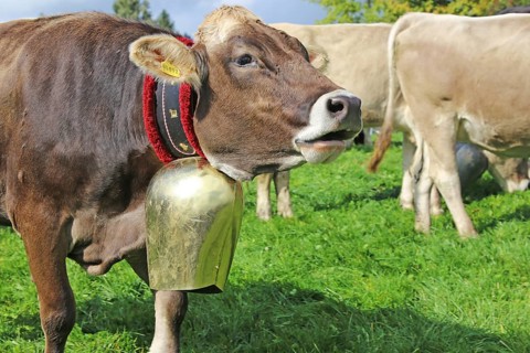 Traditional cattle drive or cattle seperation . As here in the Allgaeu, the cattle are driven down