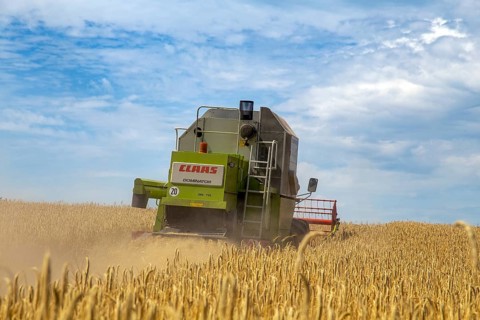 Grain harvest in the district of Bad Duerkheim (Rhineland-Palatinate)