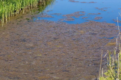 Surface pond weed decaying caused by eutrophication of water in drainage ditch, Hollesley, Suffolk,