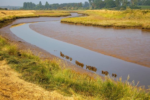 Landscape low tide mudflats and saltings in creek draining marshes, Hollesley, Suffolk, England, UK
