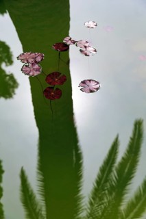 Water lily leaves on a pond, shadow cast by a palm tree, symbolising silence, contemplation,