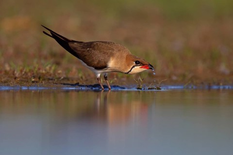 Collared pratincole (Glareola pratincola) drinking water, Danube Delta Biosphere Reserve, Romania,