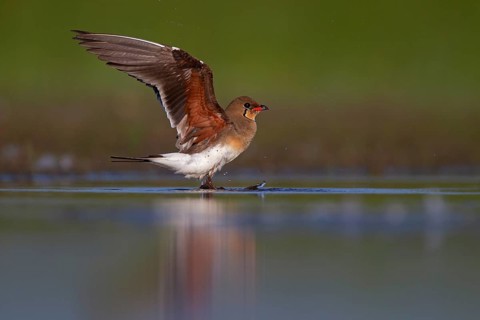 Collared pratincole (Glareola pratincola) in front of departure, Danube Delta Biosphere Reserve,