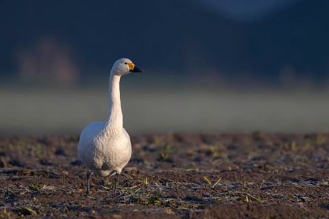 Tundra Swan, Texel, Netherlands