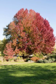 Liquidambar styraciflua, American sweetgum or redgum, in autumn leaf foliage, Woodbridge, Suffolk,