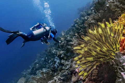 Noble bush starfish Comanthina nobilis), and two divers, Wakatobi Dive Resort, Sulawesi, Indonesia,