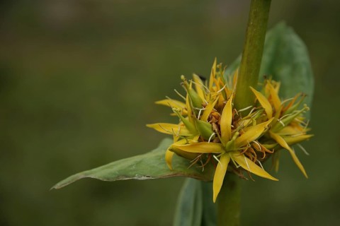 Stem with flowers of great yellow gentian (Gentiana lutea), detail, Hahnenkopf, Fontanella,