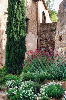 Red valerian (Centranthus ruber) in historic gardens, Generalife Gardens, Alhambra, Granada, Spain,