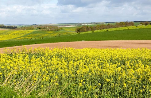 Yellow flowering oil seed rape crop growing on Salisbury Plain, near Orcheston, Wiltshire, England,