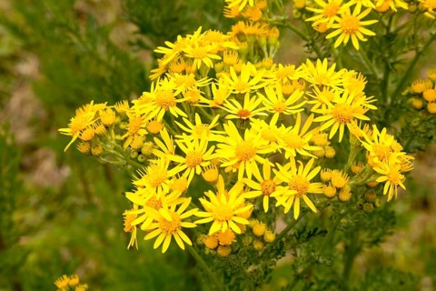 Yellow Common Ragwort flowers, Senecio jacobaea L., growing in Suffolk Sandlings, near Shottisham,
