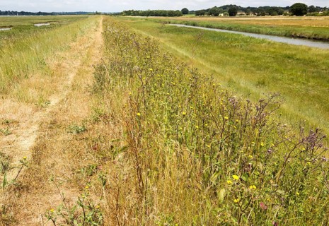 Prickly oxtongue, Helminthotheca echoes, Picris echiodes, flood defence wall of River Deben,