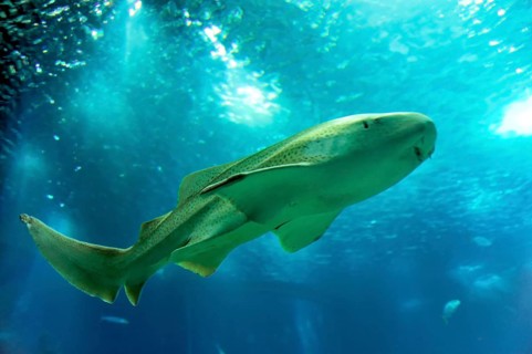 Shark in saltwater aquarium, Lisbon, Lisboa in Portugal