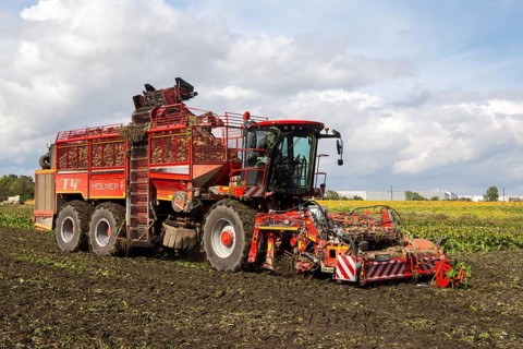 Sugar beet harvest in the Palatinate: The large mountains full of sugar beet at the edge of the