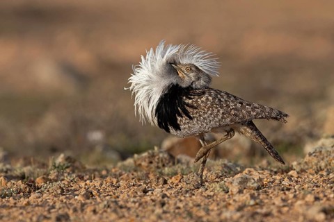 Saharan Houbara Bustard (Chlamydotis undulata fuertaventurae), mating male, Fuerteventura, Spain,