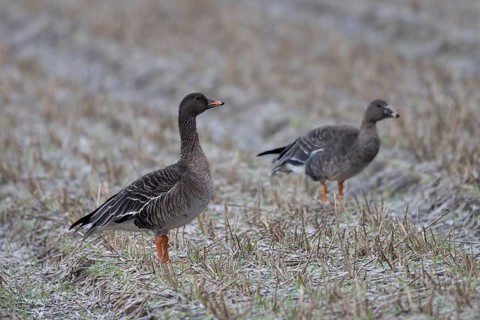 Bean goose (Anser fabalis), Texel, Netherlands