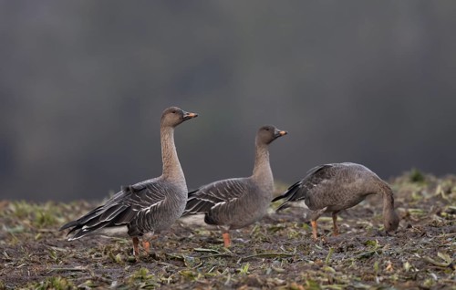 Bean goose (Anser fabalis), Texel, Netherlands