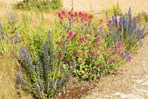 Valerian, Valeriana officinalis, and Viper's bugloss, echium vulgare, flowering at Shingle Street,