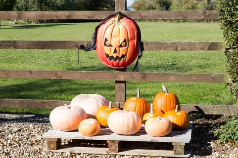 Pumpkins for sale with Halloween mask, Bedfield, Suffolk, England, UK