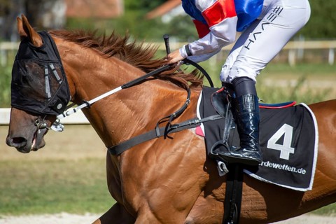 Race day at the racecourse in Hassloch, Palatinate. Cantering in in front of the Hassloch Mile