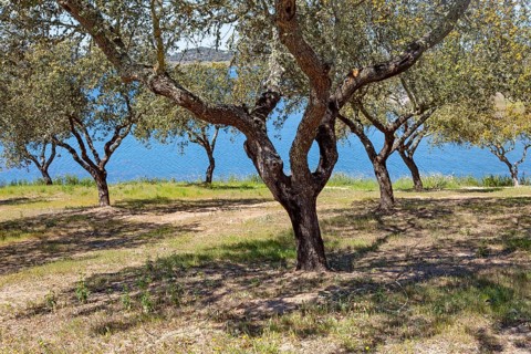 Ok tress on bank of reservoir lake at Mourao, Alentejo Central, Evora district, Portugal, southern