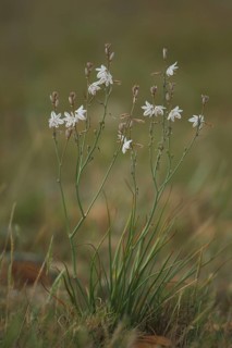 Onion-leafed asphodel (Asphodelus fistulosus), perennial, Affodil family, Asphodelaceae,