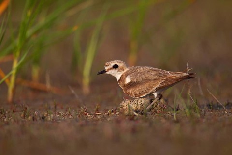 Kentish plover (Charadrius alexandrinus) Female breeding on the ground at the water's edge, Danube