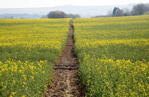 Footpath crossing filed of yellow flowering oilseed rape crop, near Wroughton, Wiltshire, England,