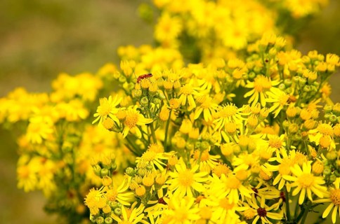 Yellow Common Ragwort flowers, Senecio jacobaea L., growing in Suffolk Sandlings, near Shottisham,