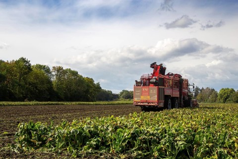 Sugar beet harvest in the Palatinate: The large mountains full of sugar beet at the edge of the