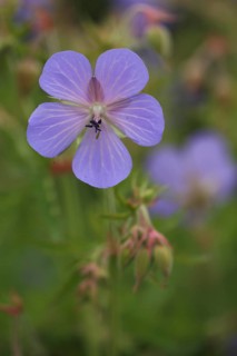 Flower of the meadow cranesbill (Geranium pratense), detail, Ostheim, Bavaria, Rhoen, Germany,