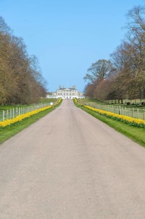 Daffodils line driveway to Ipswich Girls School, Woolverstone Hall, Suffolk, England, UK