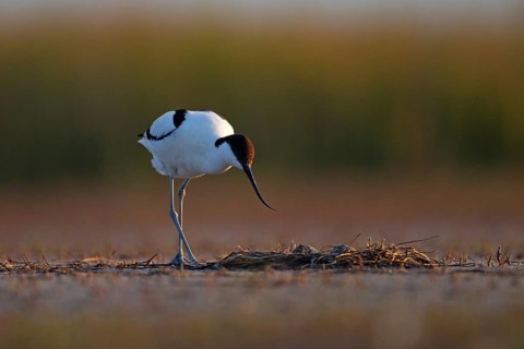 Black-capped avocet (Recurvirostra avosetta) Old bird over clutch, Danube Delta Biosphere Reserve,