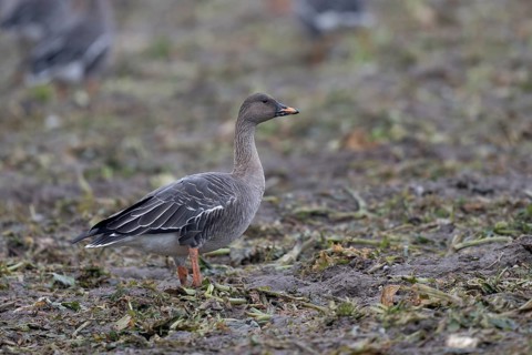 Bean goose (Anser fabalis), Texel, Netherlands