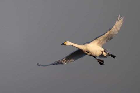 Tundra Swan, Texel, Netherlands