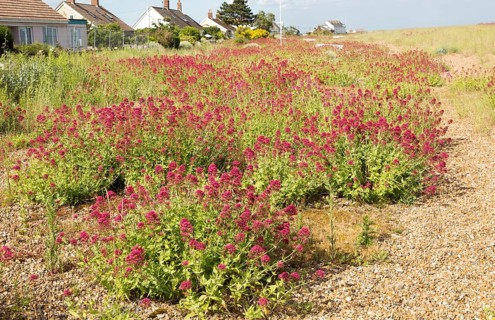 Valerian flowering, Valeriana officinalis, growing vegetated shingle beach, Shingle Street,