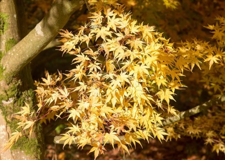 Japanese maple tree in autumn colour, Acer Palmatum, National arboretum, Westonbirt arboretum,