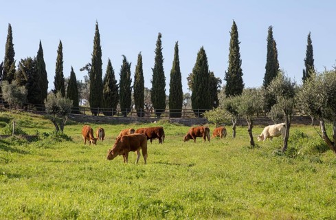 Cows grazing in field in countryside near Evora, Baixo Alentejo, Almendras, near Evora, Portugal,