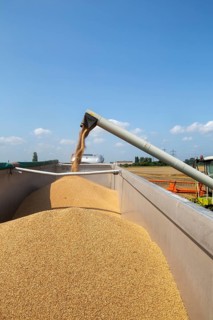Grain harvest near Hockenheim, Baden-Wuerttemberg