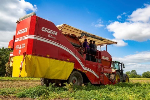 Agriculture harvest of industrial potatoes in the Palatinate. In contrast to table potatoes, these