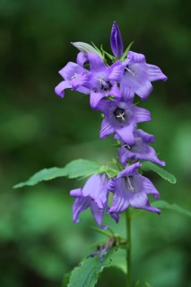 Wide-leaved bellflower (Campanula latifolia), Kesselrain, Lange Rhoen, biosphere reserve, UNESCO,