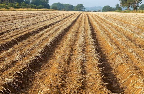 Rows of potatoes in field ready for lifting with top leaves withered, Sutton, Suffolk, England, UK