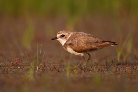 Kentish plover (Charadrius alexandrinus) female, Danube Delta Biosphere Reserve, Romania, Europe