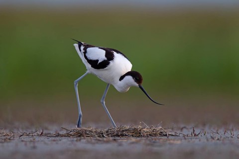 Black-capped avocet (Recurvirostra avosetta) Old bird over clutch, Danube Delta Biosphere Reserve,